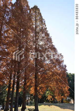 紅葉したメタセコイア並木の風景 86483830