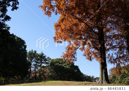 紅葉したメタセコイアの大木のある風景 86483831