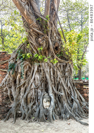 Ayutthaya Head of Buddha statue 86483997