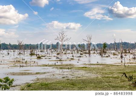 Swamp in Angkor Wat Swamp in Angkor Wat 86483998