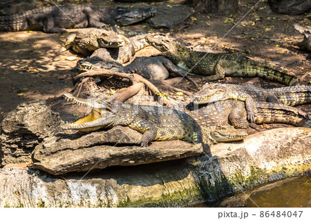 Crocodiles in Zoo in Bangkok 86484047