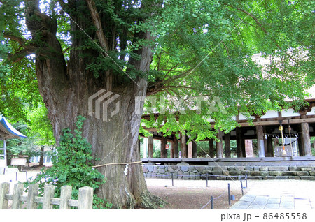 長床や大銀杏が見られる喜多方市の新宮熊野神社 長床や大銀杏が見られる喜多方市の新宮熊野神社 86485558