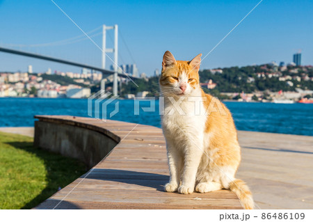 Cat and Bosporus bridge in Istanbul 86486109