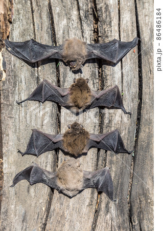 Group of bat Group of bat 86486184