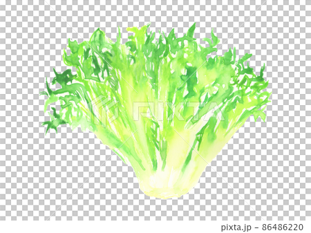 用水彩畫的生菜插圖 用水彩畫的生菜插圖 86486220