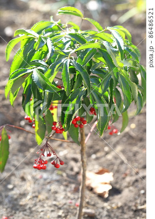 赤い実をつけた万両(マンリョウ) 赤い実をつけた万両(マンリョウ) 86486521