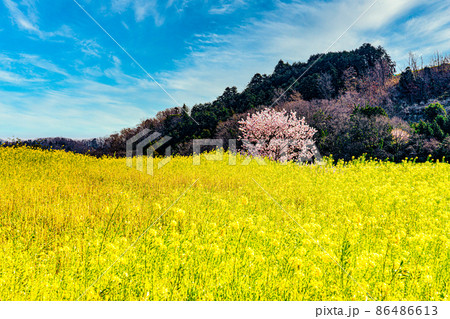 菜の花畑の中の一本桜 86486613