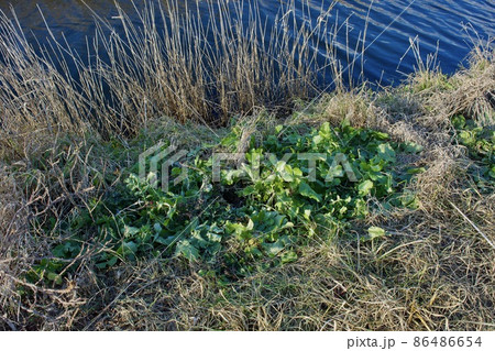 鳥取県 弓ヶ浜の浜大根 鳥取県 弓ヶ浜の浜大根 86486654