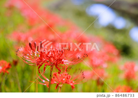 彼岸花 愛知県半田市 彼岸花 愛知県半田市 86486733