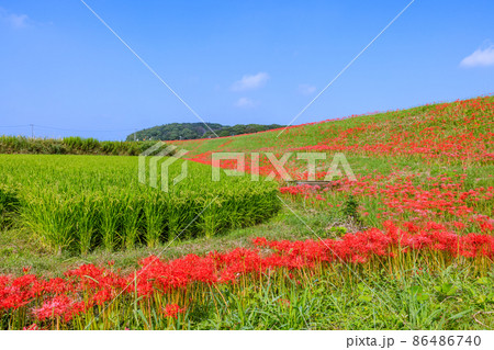彼岸花 愛知県半田市 彼岸花 愛知県半田市 86486740