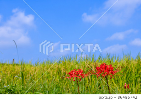 彼岸花　愛知県半田市 86486742