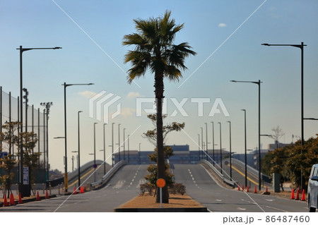 浦安のヤシの木の風景 86487460