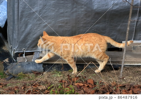 野良猫  茶トラ  イメージ 86487916