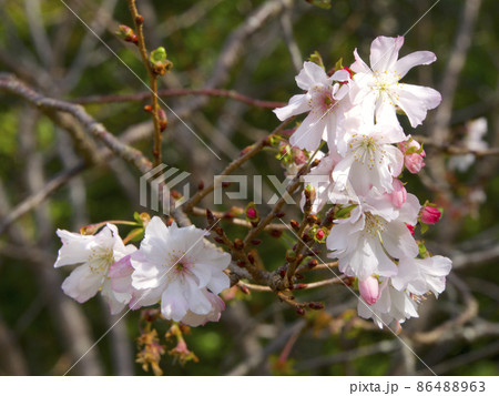 十月桜/西宮市北山緑化植物園/兵庫県西宮市 86488963