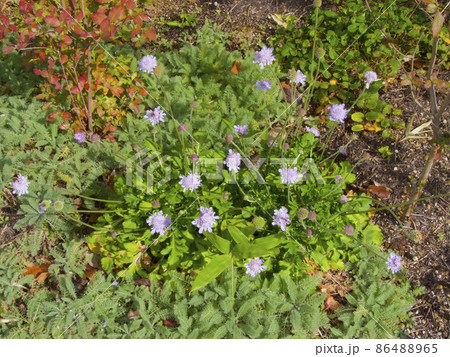 ソナレマツムシソウ/磯馴松虫草（スイカズラ科）/絶滅危惧の海岸植物 86488965