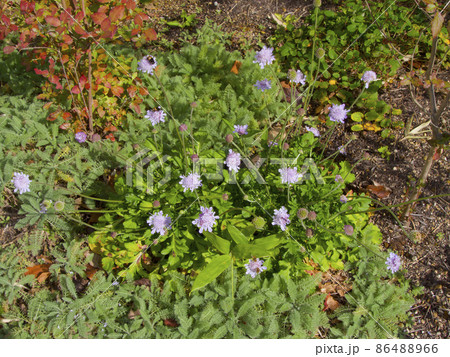 ソナレマツムシソウ/磯馴松虫草（スイカズラ科）/絶滅危惧の海岸植物 86488966