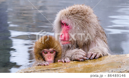 地獄谷野猿公苑の猿（スノーモンキー） 86489146