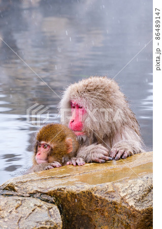 地獄谷野猿公苑の猿（スノーモンキー） 86489147