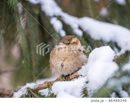 Sparrow sits on a fir branch with snow in winter Sparrow sits on a fir branch with snow in winter 86489346