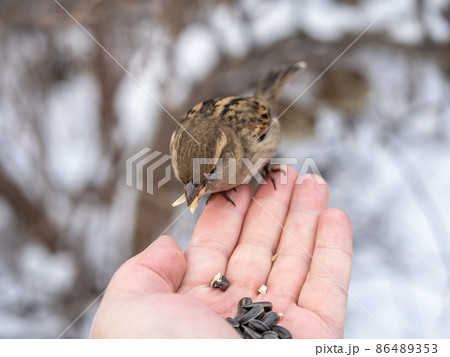 Sparrow eats seeds from a man's hand Sparrow eats seeds from a man's hand 86489353