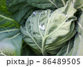 キャベツ 86489505