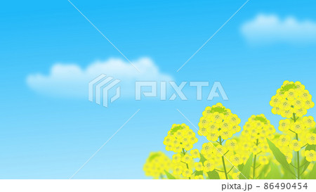 菜の花畑と青空　背景イラスト 86490454