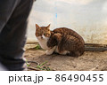 猫 86490455