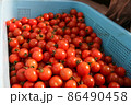 ミニトマト 86490458
