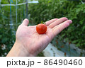 ミニトマトと手のひら 86490460