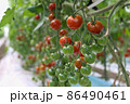 ミニトマト 86490461