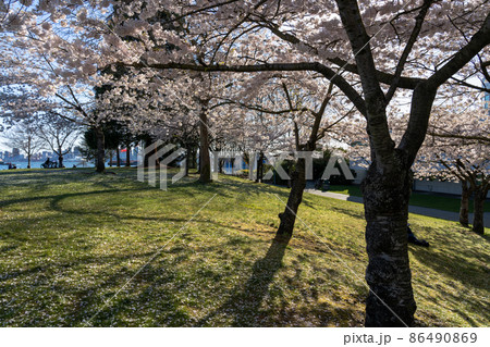 Waterfront Park in springtime season. Cherry blossoms in full bloom. North Vancouver, BC, Canada. 86490869