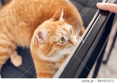 The ginger cat lies on a chair and is sad. Front view. The ginger cat lies on a chair and is sad. Front view. 86491023