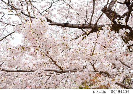 春の京都_円山公園の桜の木_祇園のお花見 86491152