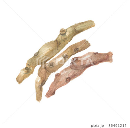 テンダイウヤク 天台烏薬の根 テンダイウヤク 天台烏薬の根 86491215