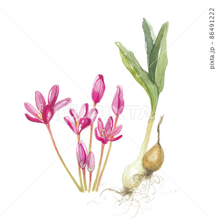 イヌサフラン　花と根 86491222