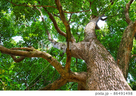 クスノキ（楠） 86491498