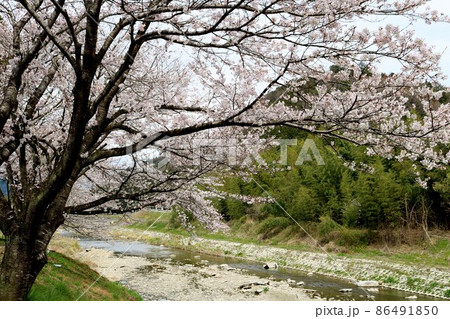 川沿いに静かに咲くピンクの花 風景 川沿いに静かに咲くピンクの花 風景 86491850
