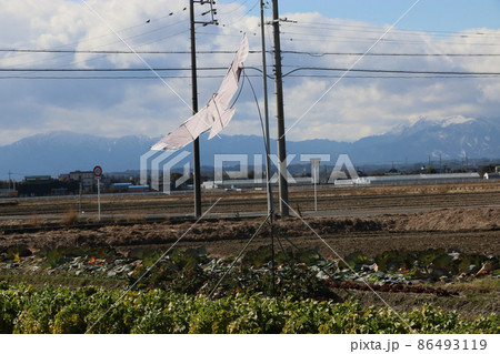 鳥追いカイト鷹 86493119