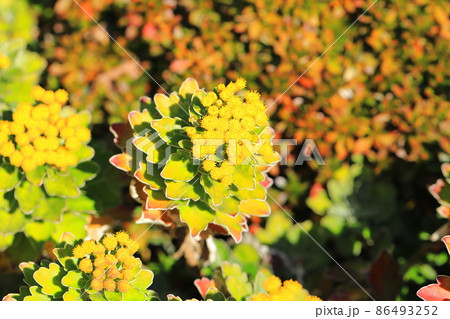 磯菊（イソギク）の花と赤く紅葉した葉 86493252