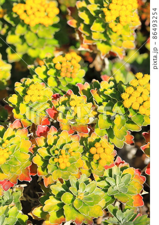 磯菊（イソギク）の花と赤く紅葉した葉 86493254