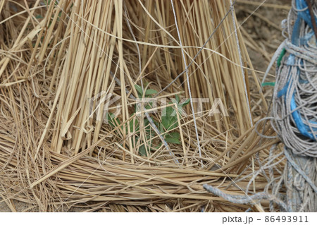 エンドウ豆の防寒対策 エンドウ豆の防寒対策 86493911