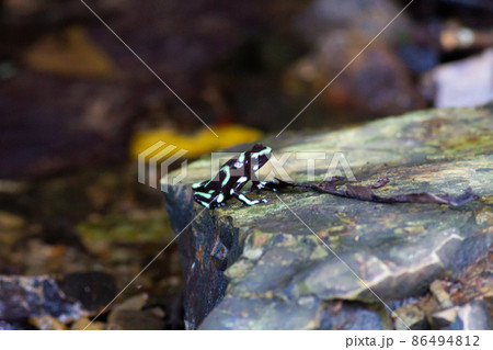 美しくも危険な毒を持つマダラヤドクガエル 86494812
