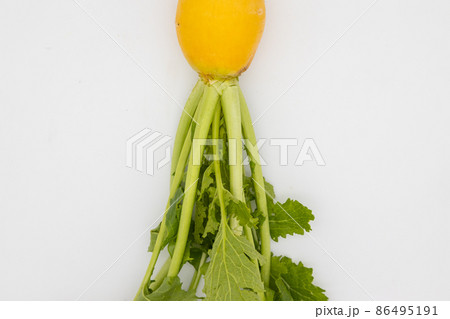 黄色大根 86495191