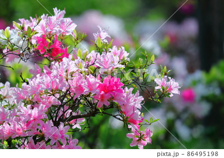 咲き誇る情熱の花 咲き誇る情熱の花 86495198