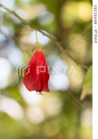 ウナズキヒメフヨウ 86495385