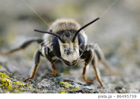 Facial closeup on a Mediterranean female White sectioned leafcutter, Megachile albisecta in Southern France 86495739