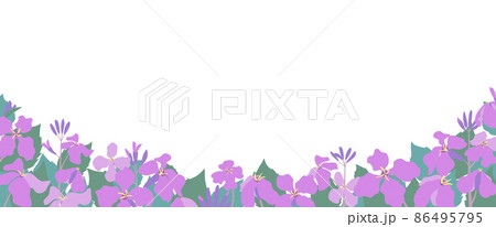 ムラサキハナナ(紫花菜)ショカツサイ(諸葛菜)花大根のイラストバナーデザイン ムラサキハナナ(紫花菜)ショカツサイ(諸葛菜)花大根のイラストバナーデザイン 86495795