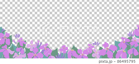 ムラサキハナナ(紫花菜)ショカツサイ(諸葛菜)花大根のイラストバナーデザイン ムラサキハナナ(紫花菜)ショカツサイ(諸葛菜)花大根のイラストバナーデザイン 86495795