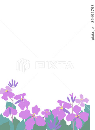 ムラサキハナナ(紫花菜)ショカツサイ(諸葛菜)花大根のイラストフレーム はがきサイズ縦型 ムラサキハナナ(紫花菜)ショカツサイ(諸葛菜)花大根のイラストフレーム はがきサイズ縦型 86495798
