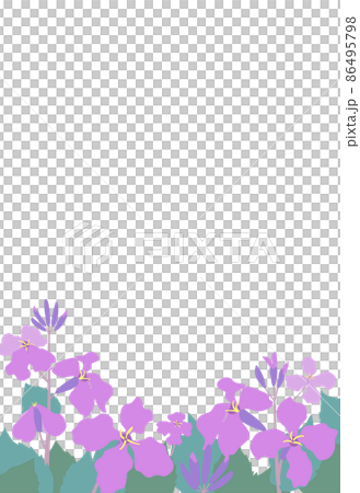 ムラサキハナナ(紫花菜)ショカツサイ(諸葛菜)花大根のイラストフレーム はがきサイズ縦型 ムラサキハナナ(紫花菜)ショカツサイ(諸葛菜)花大根のイラストフレーム はがきサイズ縦型 86495798